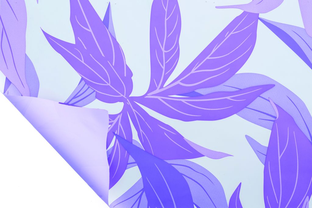 KENTIA LAVANDA