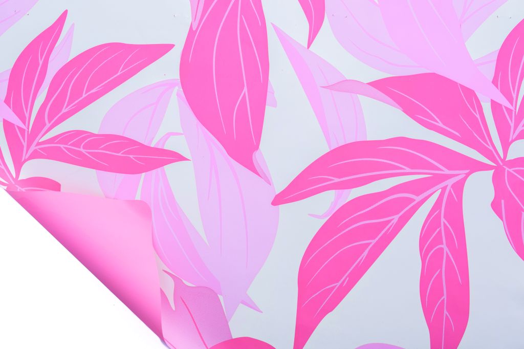 KENTIA ROSA